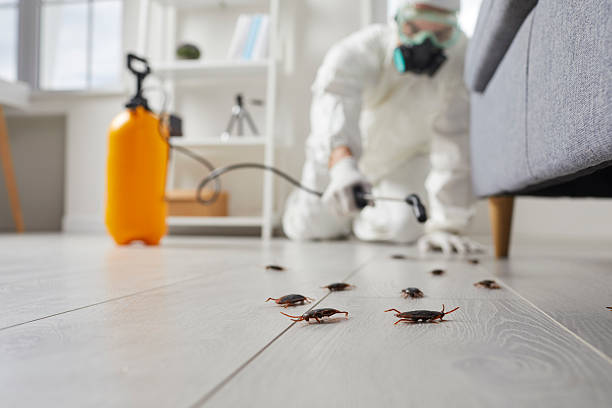 Commercial Rodent Management in Burnt Mills